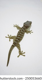 Gecko gecko is a type of lizard from the genus Gekko, tribe Gekkonidae. It is called a house gecko because this gecko is very often found on human environments, especially inside houses.