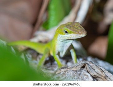 2,338 Grey Gecko Images, Stock Photos & Vectors | Shutterstock