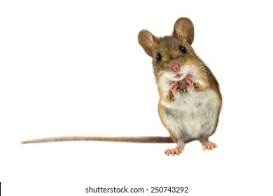 Geeky Wood mouse (Apodemus sylvaticus) with curious cute brown eyes looking in the camera on white background