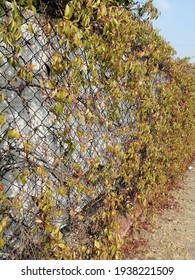 Geen Wall. Vertical Garden. Tepojaco, State Of Mexico, Mexico. March 17th, 2021. 