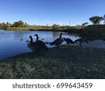 geese 