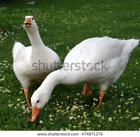 Similar – Foto Bild Unzertrennlich Gans Vogel