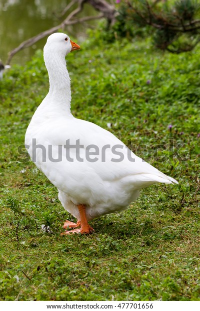 White Duck Quacking Stock Photo 1168291219 | Shutterstock