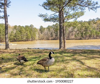 Geese At The Allatoona Lake