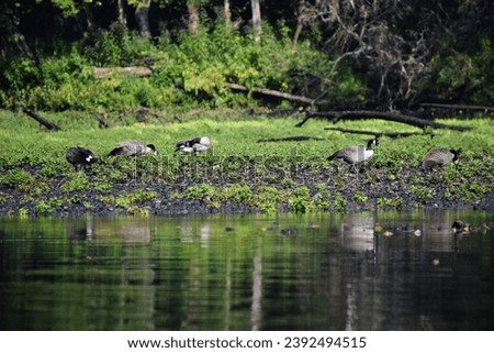 Geese along the Caney Riverbanks 