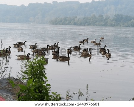 Geese along the Susquehanna at Rock Run Park
