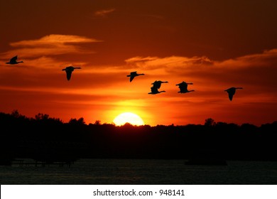 Geese Among The Sunset