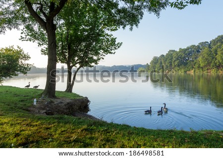 Geese by the shore of a lake on a summer morning