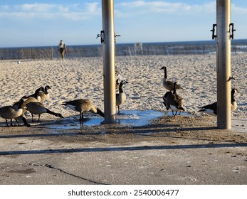 Geese Drinking Water at Beach Shower Station - Powered by Shutterstock