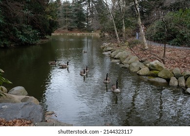 Geese and ducks swimming down a small rock lined river stream, facing forward, in a natural woodland park