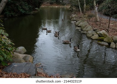 Geese and ducks swimming down a small rock lined river stream, in a natural woodland park