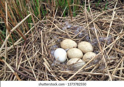 Geese Eggs In A Nest In The Dutch Polder Big Netherlands Nature Amsterdam