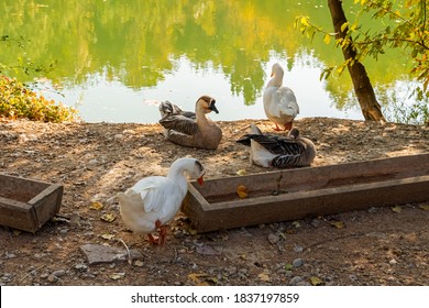 Geese House Images Stock Photos Vectors Shutterstock