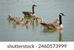 Geese Family at Stewart Creek Park on Lake Lewisville in The Colony, Texas USA 