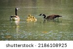 Geese family swimming in pond at park in Pine Mountain Georgia.