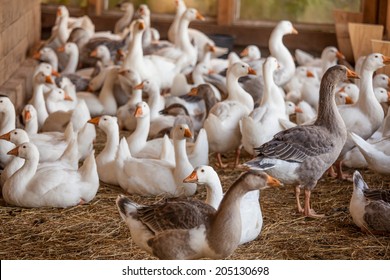 Geese At A Farm 