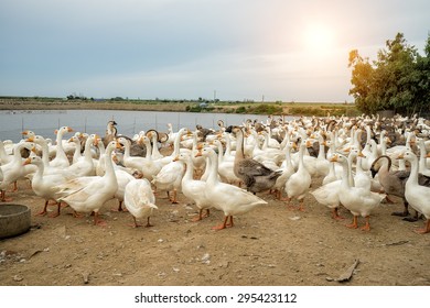 Geese At A Farm