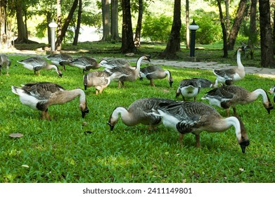 Geese feeding on the grass, raising geese, groups of geese living in flocks