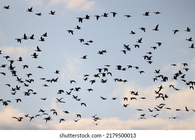 geese flock against the sky freedom wildlife birds - Shutterstock ID 2179500013