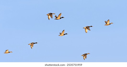 geese flock - geese during the autumn flight to places where they spend the winter. South Poland - Powered by Shutterstock