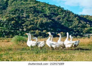 Geese flock grazing in grassland in rural area in sunny day. Little home goose farm. White geese feeding on meadow.