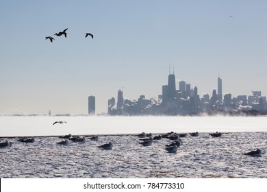 Geese fly overhead and seagulls sit on snow covered grass on a sub-zero winter day at Chicago's lakefront with steam rising from Lake Michigan and athe Chicago skyline in the background