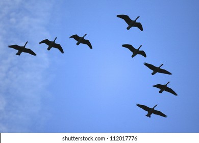 Geese Flying In Flock