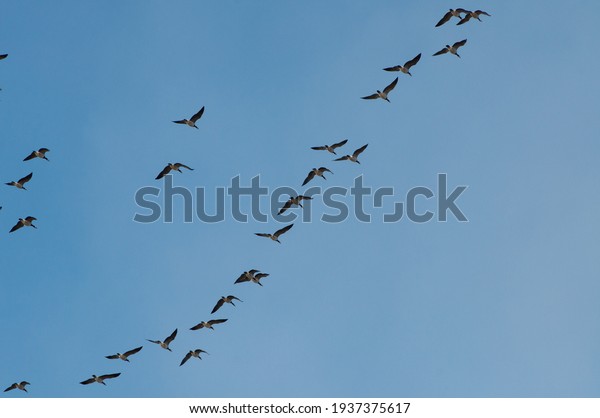 geese flying formation
in the blue sky