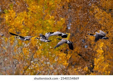 Geese flying in front of fall colored trees