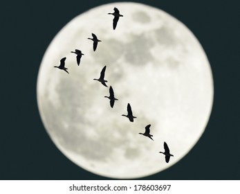 Geese flying at night with full moon in background