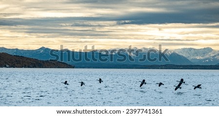 Geese flying on Starnberger Lake surface with snowy Alps in the background in South Germany