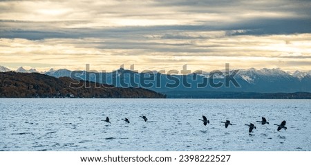 Geese flying on Starnberger Lake surface with snowy Alps in the background in South Germany