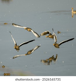 Geese flying over a lagoon. Greylag goose or graylag goose (Anser anser) in flight. Isola della Cona nature reserve, Friuli Venezia Giulia, Italy. - Powered by Shutterstock