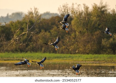 Geese flying over a lagoon. Greylag goose or graylag goose (Anser anser) in flight. Isola della Cona nature reserve, Friuli Venezia Giulia, Italy. - Powered by Shutterstock