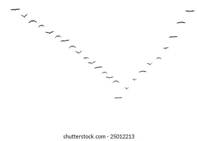 geese flying over in v-formation
