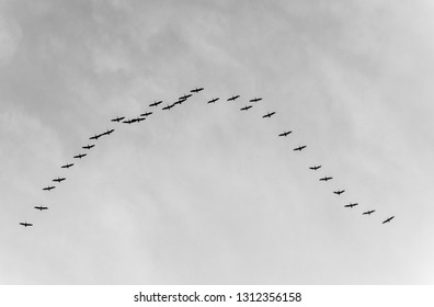 Geese Flying V Formation