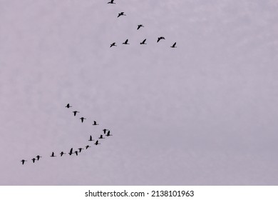 Geese Flying In V Formation Against Blue Sky And Clouds