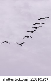 Geese Flying In V Formation Against Blue Sky And Clouds