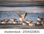 Geese gathered on a frozen lake