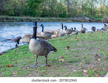 Geese In Gatlinburg, TN In Fall