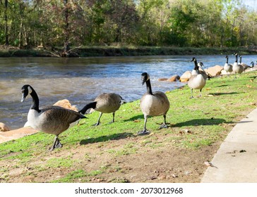 Geese In Gatlinburg, TN In Fall