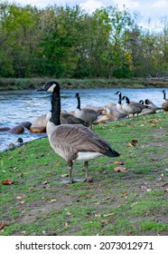 Geese In Gatlinburg, TN In Fall