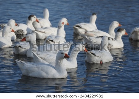 geese, goose, swan, bird, gosling,  duck, ducks, goose, bird, animal, nature, beak, goose, fauna, aquatic, wings