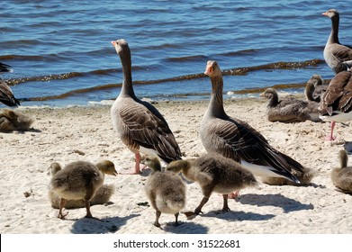 Geese And Goslings In Strathclyde Country Park In Scotland