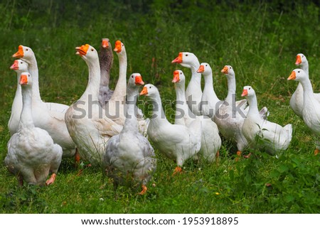 Geese in the grass, domestic bird, flock of geese. Flock of domestic geese. Summer green rural farm landscape Stockfoto © 