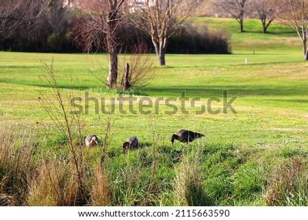 Geese and grass on a golf course. Selective focus.