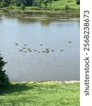 Geese hanging out on the millpond