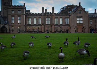 Geese infront of Newstead Abbey