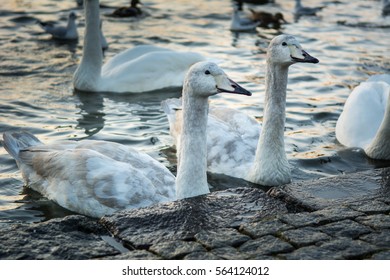 Geese At Tjörnin Lake, Reykjavik, Iceland