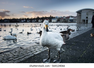 Geese At Tjörnin Lake, Reykjavik, Iceland